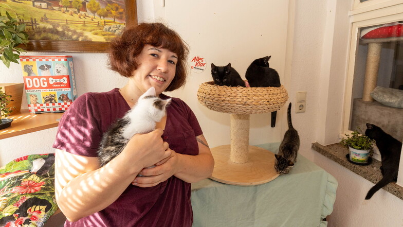 Katzenjammer im Großenhainer Tierschutzverein