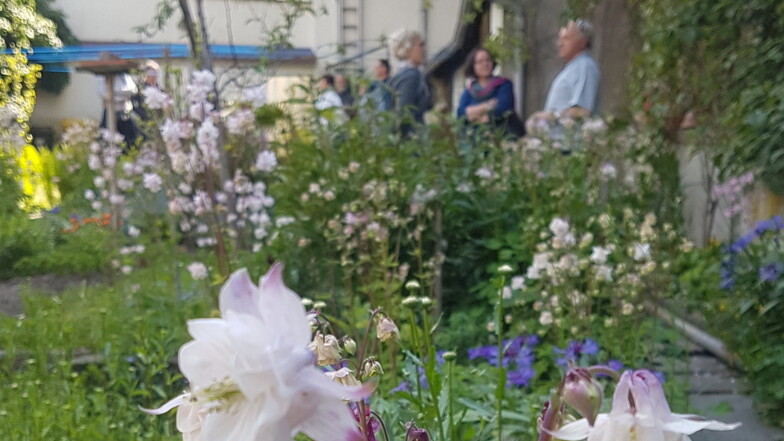 2020 fand die "Offene Gartenpforte" zum ersten Mal in Kamenz statt. In diesem Jahr können Interessenten am 12. Juni von 10 bis 18 Uhr zahlreiche private Gärten besichtigen.