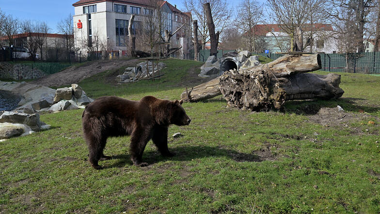 Die Bärenanlage im Hoyerswerdaer Zoo, betrachtet aus der Beobachtungshütte. Hier haben die beiden Bärenbrüder genügend Platz, um zusammen zu toben, aber auch, um sich mal aus dem Weg zu gehen.