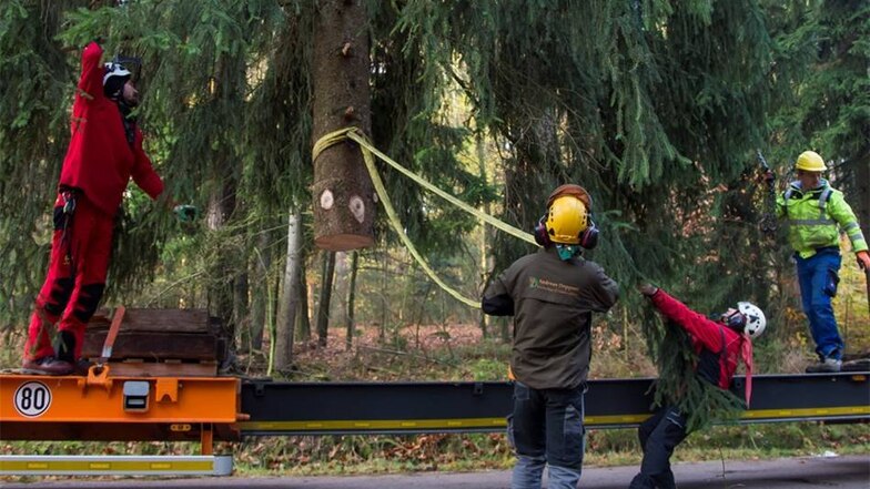 Mitarbeitern der Firma Deppner Baumpflege verladen die Fichte auf einen Tieflader.Andreas Weihs