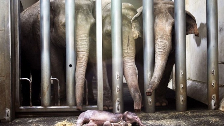 Trauer im Elefantenhaus: Mutter Hoa und die Kühe Trinh und Don Chung verabschieden sich im vergangenen März von dem toten Elefantenmädchen.