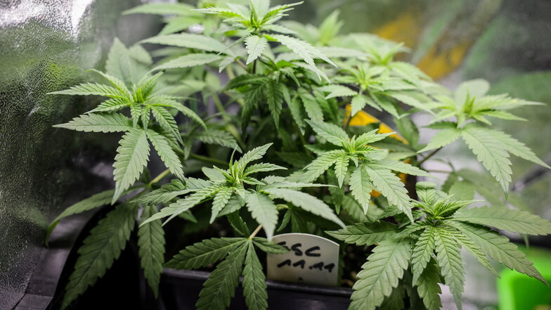 Ein 37-Jähriger aus Dresden hat in seiner Wohnung unerlaubt Cannabispflanzen gezüchtet.