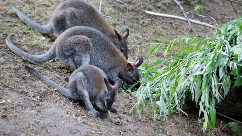 Etwa neun Monate ist das junge Bennett-Känguru (vorn) nun alt. Jetzt bekam das Weibchen auch offiziell einen Namen.