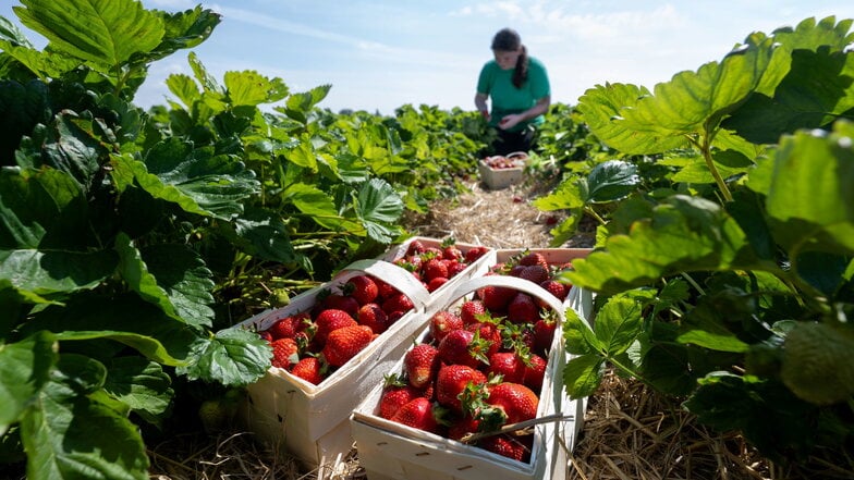 Bei Obstland Dürrweitzschen sind in diesem Jahr 200 Tonnen Erdbeeren geerntet worden.