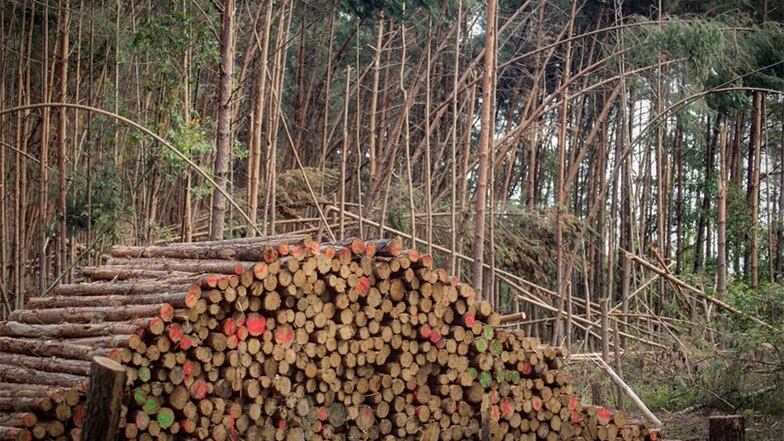 Spezialisierte Unternehmen haben damit begonnen, die Wälder aufzuräumen. Holzstapel sieht man unter anderem im Ortsteil Stenz.