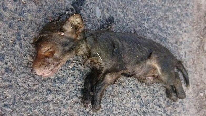 Hartha: Tote Hundewelpen im Teich