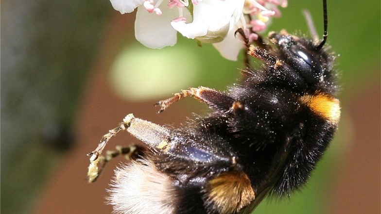 Die Hummel gilt als etwas betulich oder träge, dabei arbeitet sie länger und härter als Bienen.