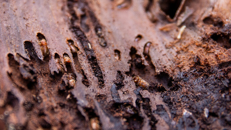 Von Borkenkäfern befallenes Holz: Es muss so schnell wie möglich raus aus dem Wald.