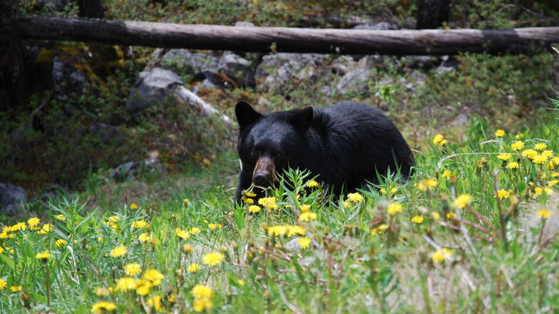 Die asiatische Variante des Schwarzbären, ein Tibetbär, soll in Görlitz ein Zuhause finden.