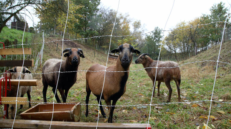Die Schafe Inge, Lutz, Gabi und Rosi leben seit zwei Monaten auf dem Hof. Sie sollen die Wiesen kurz halten.