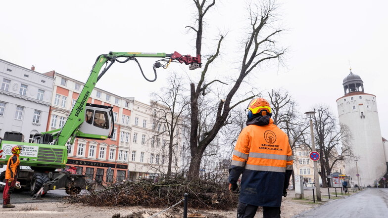Schon im Februar wurden die Bäume auf dem oberen Elisabethplatz gefällt.