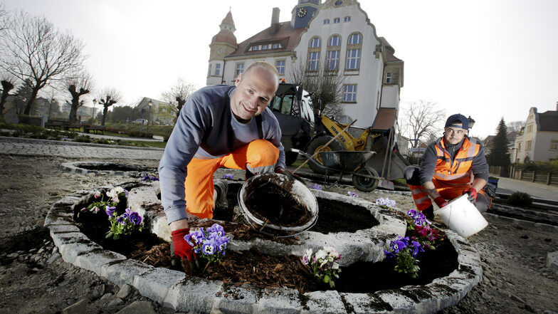 Die Stadt Großröhrsdorf putzt sich heraus für ihre Jubiläumstage. Die Beete auf dem Rathausvorplatz haben die Technischen Dienste jetzt neu angelegt. Maik Berndt (l.) und Henry Runow bepflanzen sie mit Stiefmütterchen.