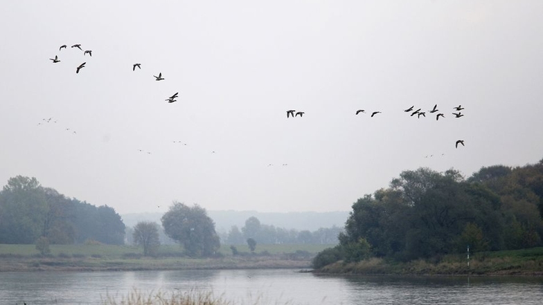 Noch ist es ruhig auf dem Wasser, nur ein kleiner Schwarm fliegt über die Elbe bei Riesa. Hier überwintern viele Wasservögel aus Osteuropa.