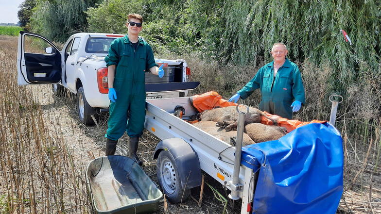 Ein vom Veterinäramt beauftragtes Bergeteam transportiert Wildschweine ab. Die Jäger bekommen zwar eine Prämie für jedes geschossene Tier. Dennoch schmerzt es viele, für den Container zu töten.