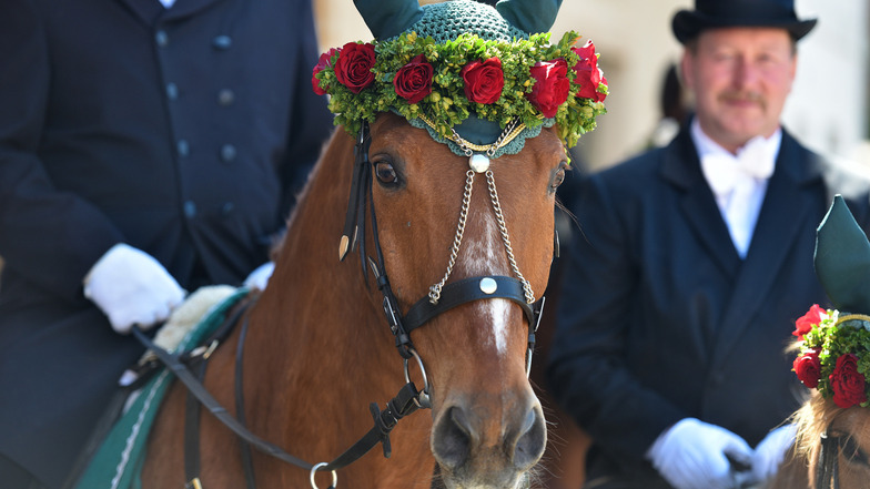 Viele der Pferde waren wieder hübsch geschmückt. Foto: Matthias Weber