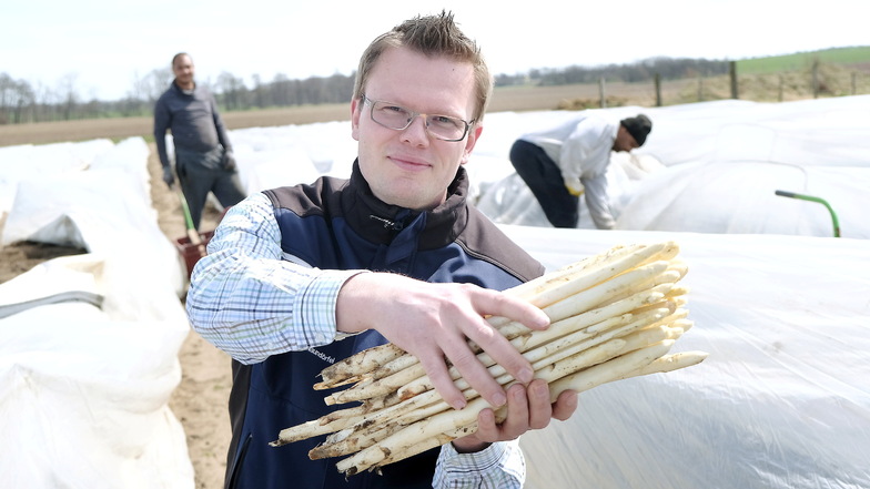 René Heidig freut sich über den ersten Spargel in Nieschütz. 2022, wo das Foto entstand, startet die Saison gut eine Woche später. Die warmen Ostertage haben das Gemüse unter seinem Folienzelt reifen lassen.