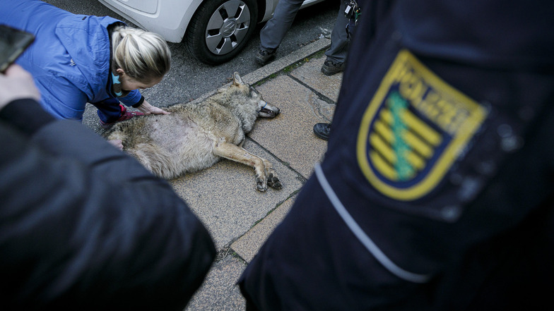 Der Wolf war von einem Tierarzt betäubt worden.