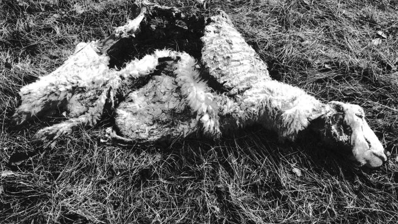 Dieses Schaf wurde in Katschwitz gerissen.