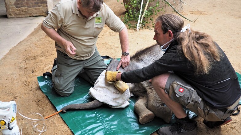 Nach der Operation bereiten Zootierarzt Dr. Andreas Bernhard (l.) und Bereichsleiter Thomas Günther das Aufwachen vor.