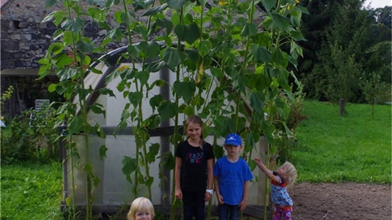 Bei Familie Franke in Hainewalde erreichen die Blumen 370 Zentimeter. Auf dem Bild: Maxi, Tim und die Zwillinge Emma und Lotte