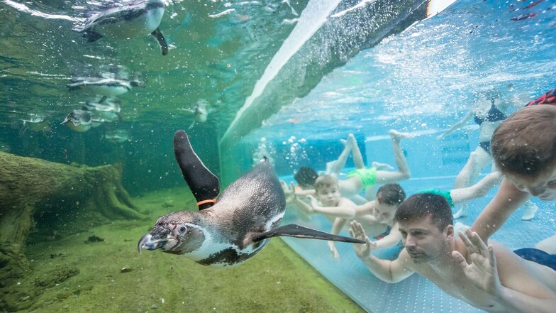 Perfekter Ferientipp: Schwimmen mit Pinguinen