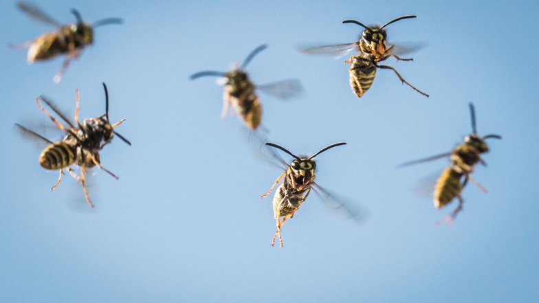 Warum sind die Wespen jetzt so aggressiv?