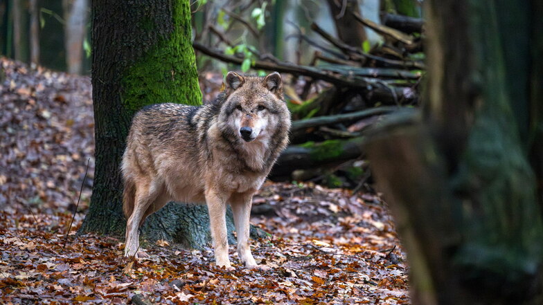 Wenn Wölfe an den Stadträndern Dresdens gesichtet werden, kann es sich auch um andere Vierbeiner handeln.
