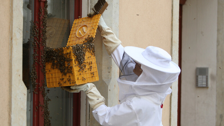 Imkerin Annekatrin Bruder kümmerte sich um das Bienenvolk in der Schmiedestraße.
