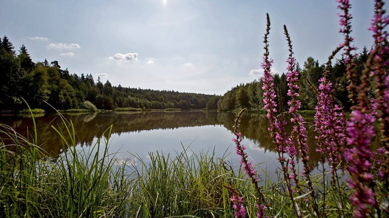 Einige Zugänge zum Wasser sind zugewachsen. Doch wer sich dennoch zum Baden an den Heidemühlenteich begibt, kann vollkommene Ruhe genießen.