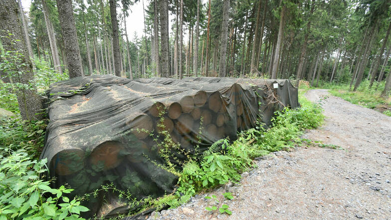 Ein mit Insektizid behandelter Holzstapel voriges Jahr bei Dürrröhrsdorf. Könnte man die Fressfeinde der Borkenkäfer zu solchen Stapeln lotsen, wäre Gift womöglich überflüssig.