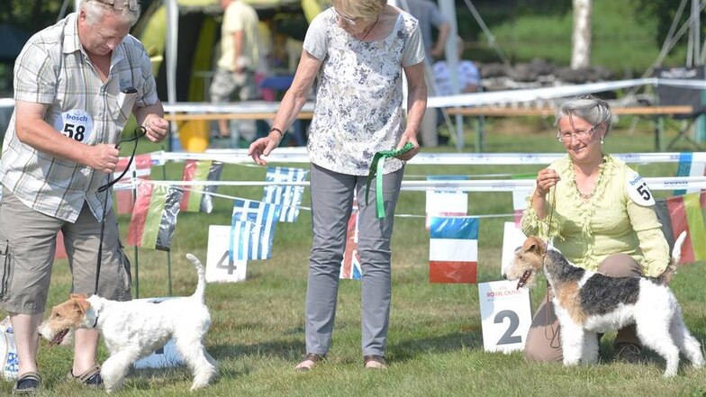 Harter Wettkampf:Zuvor musste sich die Terrier-Dame vor der Jury beweisen.