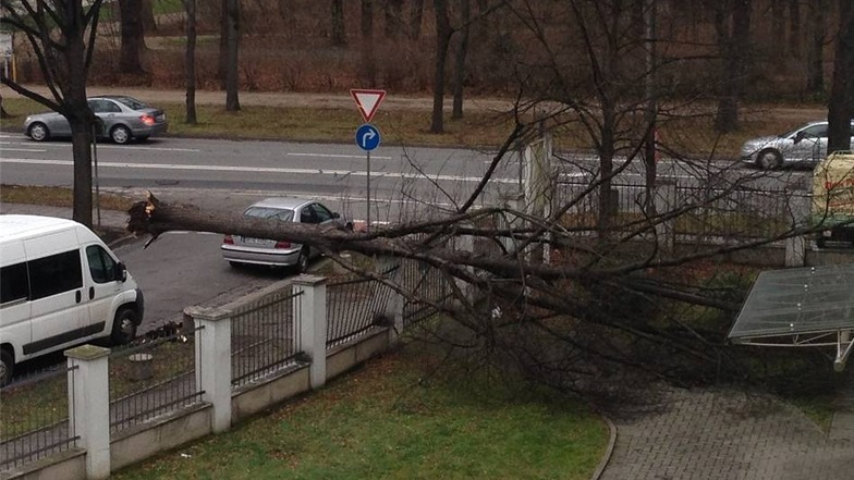 In Dresden, An der Pikardie, fiel am Freitag dieser Baum dem Sturm zum Opfer.