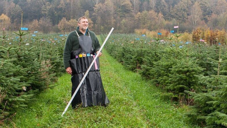 Ein Mann und seine Weihnachtsbäume: Robert Kleinstäuber (45) freut sich über den guten Zustand dieser Nordmanntannen am Kirchberg bei Langenhennersdorf.