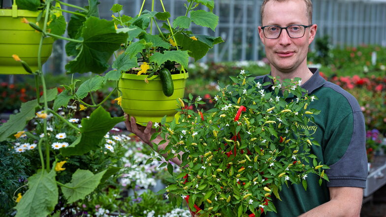 Für Selbstversorger mit wenig Platz: Gärtner Martin Bimberg aus Freiberg bietet hängende Mini-Gurken in einer Blumenampel und Nasch-Chili an.