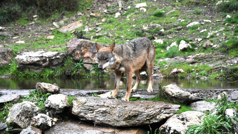 Wacher Blick: Im Iberischen Wolfszentrum leben 14 Raubtiere in halbfreier Wildbahn.