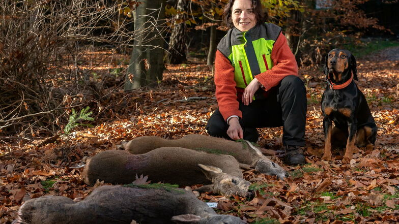 Große Jagdgesellschaften sind derzeit tabu bei Sachsenforst: Kerstin Rödiger vom Forstbezirk Neustadt zeigt die Beute der kleinen Jagd im Liebethaler Wald.