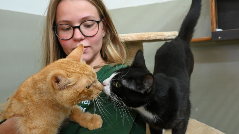 Tessa Weise macht ein freiwilliges ökologisches Jahr im Chemnitzer Tierheim und kuschelt mit zwei Katzen, die am 14. und 18. Juli gefunden wurden.