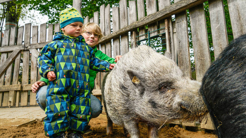Magnus und sein großer Bruder Ragnar aus der Nähe von Stolpen zählten zu den ersten Besuchern im wieder geöffneten Tierpark in Bischofswerda. Vor den Wollschweinen im Streichel-Gehege hatten sie keine Angst.
