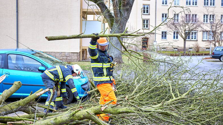 Auf der Fritz-Ehrlich-Straße in Pirna stürzte ein Baum auf ein geparktes Auto.