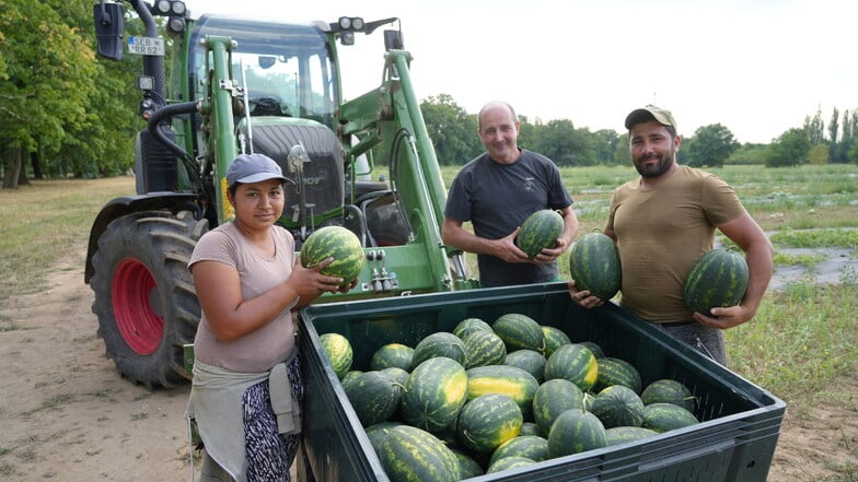 Der Dresdner Obstbauer Robert Rüdiger (Mitte) mit seinen Erntehelfern für die Melonenernte. Die Hitze beschert dem Landwirt einen guten Ertrag.