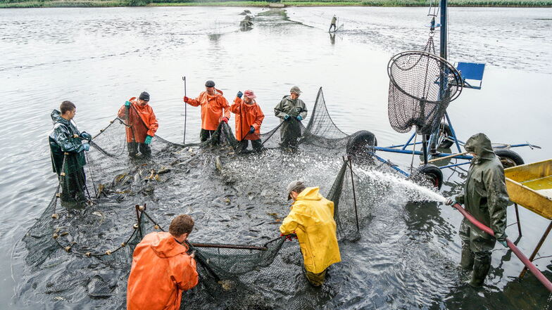 Im Herbst wird abgefischt - auch bei der Teichwirtschaft von Karsten Ringpfeil in Königswartha. Den frischen Fisch gibt es dann bei den Lausitzer Fischwochen.