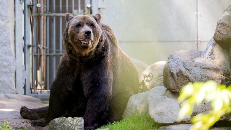 Sorge im Tierpark Bischofswerda: Braunbär Balu hat Rücken