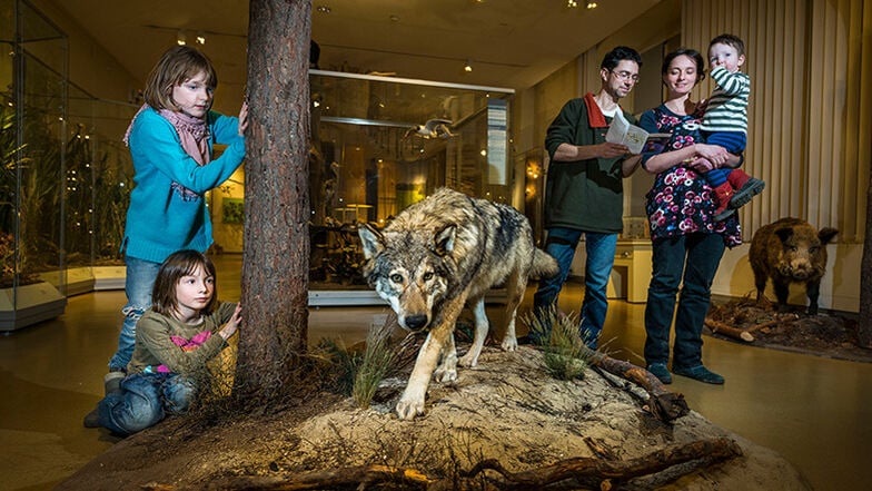 Der Wolf in der Oberlausitz - zu sehen im Senckenberg Museum für Naturkunde in Görlitz.