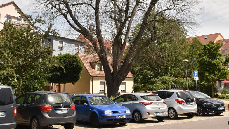 Diese Linde dominiert den Parkplatz in der Senftenberger Straße. Doch in diesem Jahr hat sie nicht ausgetrieben. Ein Baumgutachten soll klären, wie es um den Baum wirklich steht.
