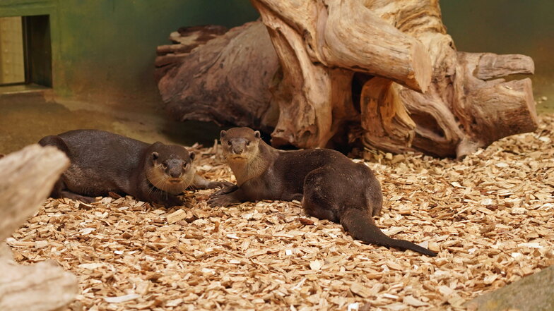 Dresdner Zoo: Otter-Pärchen zieht in neues Orang-Utan-Haus ein