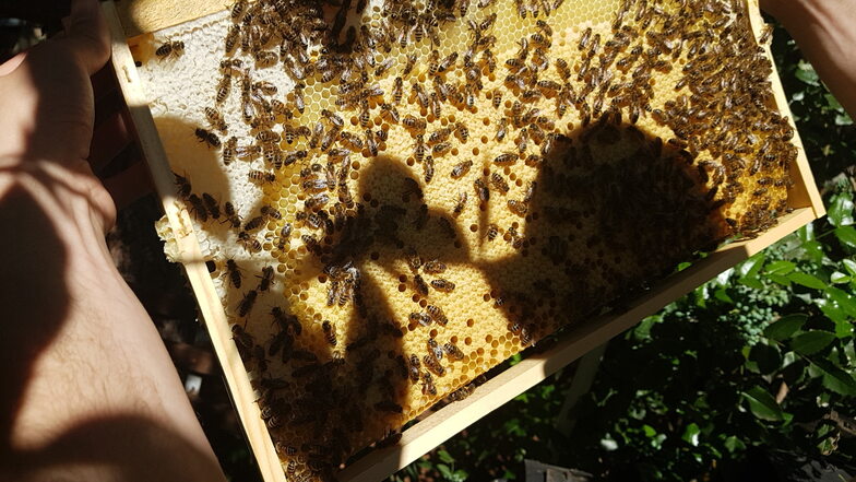 Die fleißigen Bienen haben schon für ordentlich Vorräte gesorgt. Jetzt ist Erntezeit.