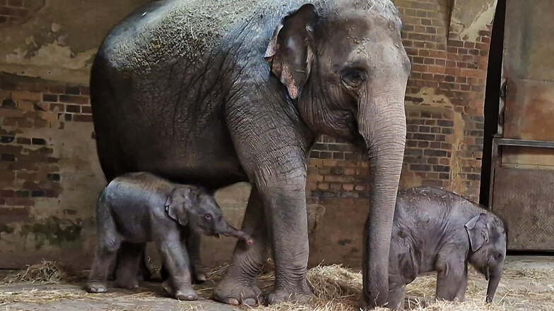 Erster Blick auf Elefantennachwuchs im Zoo Leipzig