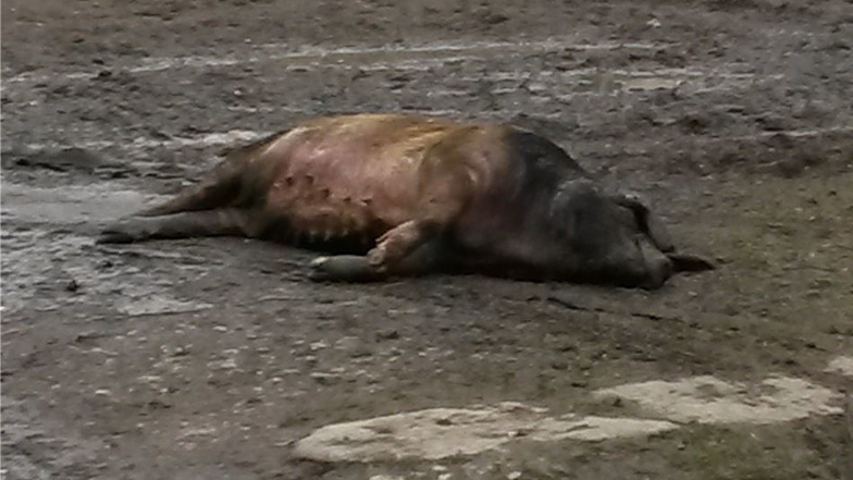 Schweine liegen oft tagelang tot auf dem Hof, berichten Anwohner.