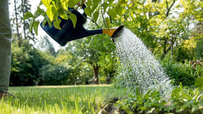 Gerade im Frühling braucht das frische Grün viel Wasser. Gibt das der Regen nicht her, muss der Hobbygärtner mit der Gießkanne ran.