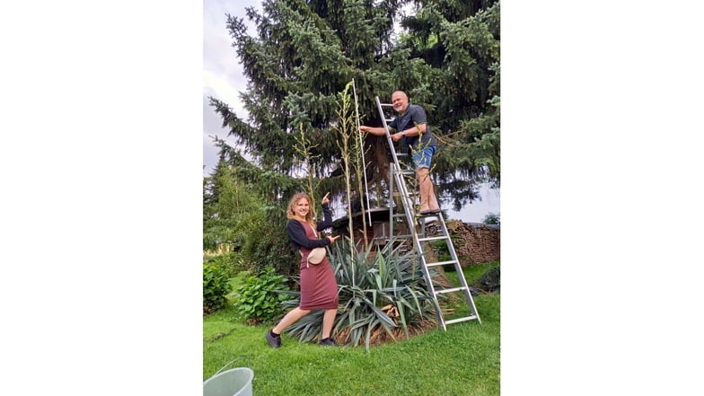Emely und Klaus Grundmann in Zottewitz an ihrer blühenden Yuccapalme.